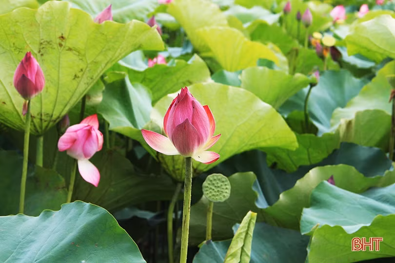 Ngan ngát sen quê...