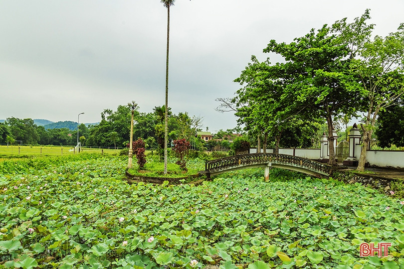 Ngan ngát sen quê...