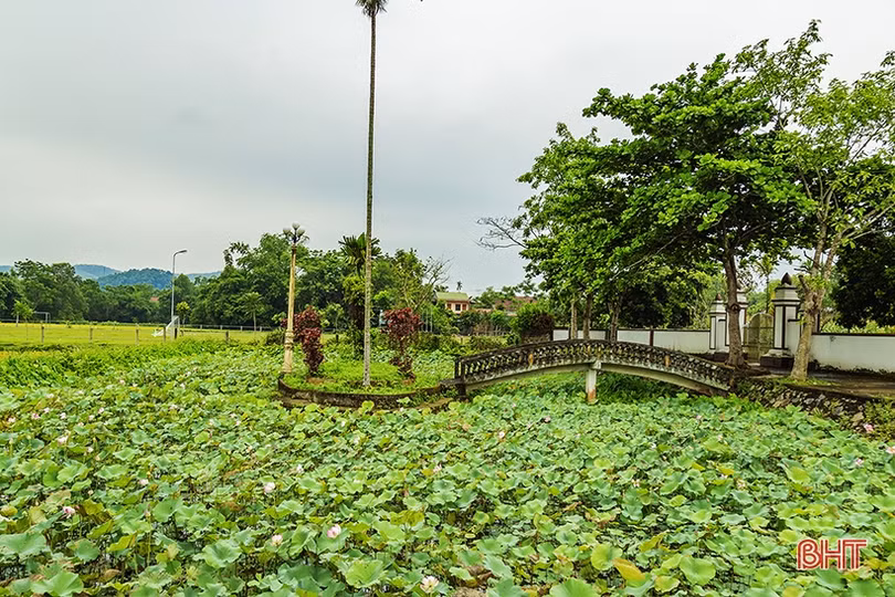 Ngan ngát sen quê...