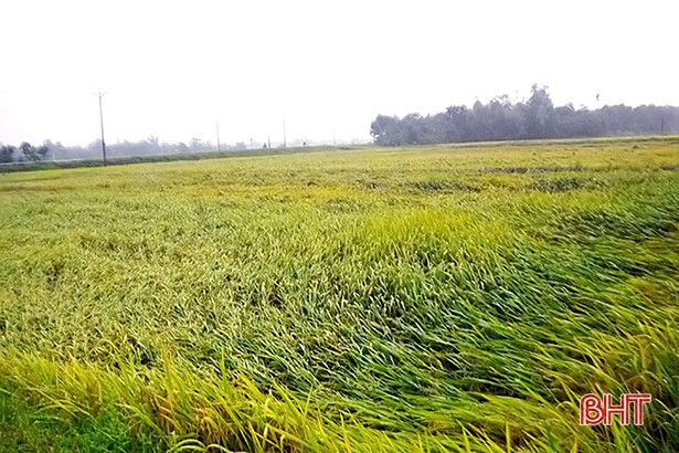 Giông lốc phá hại hàng trăm ha lúa, hoa màu ở huyện miền núi Hà Tĩnh