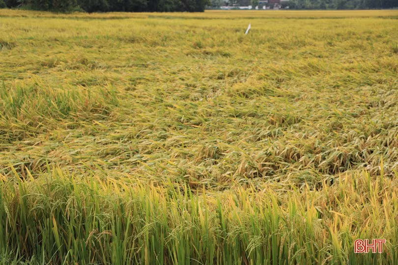 Hàng nghìn ha lúa xuân đổ rạp, nông dân Hà Tĩnh vừa mất của lại thêm công