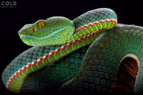 Bộ ảnh tuyệt đẹp về những sinh vật sặc sỡ và nguy hiểm nhất thế giới