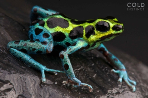 Bộ ảnh tuyệt đẹp về những sinh vật sặc sỡ và nguy hiểm nhất thế giới