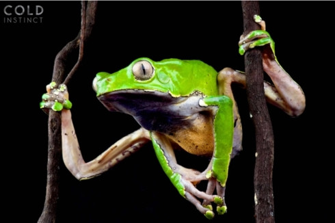 Bộ ảnh tuyệt đẹp về những sinh vật sặc sỡ và nguy hiểm nhất thế giới