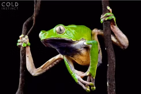 Bộ ảnh tuyệt đẹp về những sinh vật sặc sỡ và nguy hiểm nhất thế giới