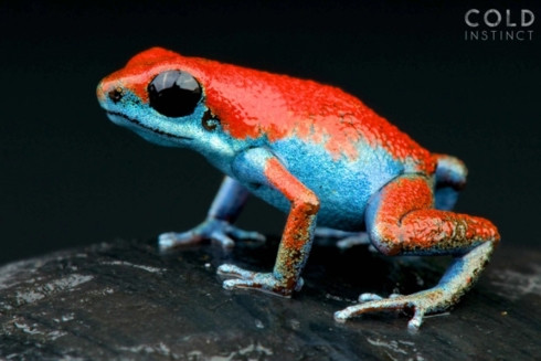 Bộ ảnh tuyệt đẹp về những sinh vật sặc sỡ và nguy hiểm nhất thế giới