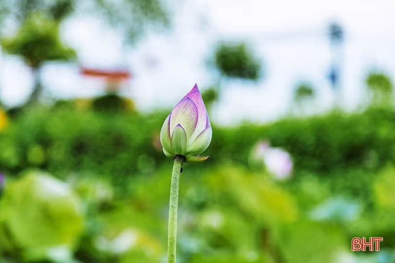 Ngan ngát sen quê...