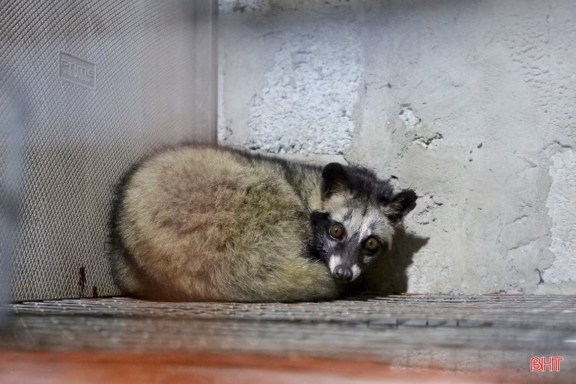 Khám phá trang trại nuôi chồn hương quy mô lớn ở Hà Tĩnh