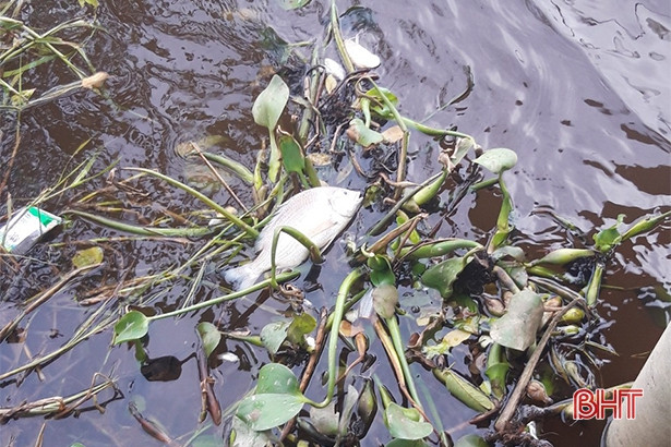 Tiếp tục phát hiện cá nuôi lồng bè chết tại Cẩm Xuyên