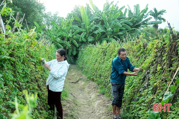 Khu vườn hoa trái bốn mùa của trưởng thôn ở Hà Tĩnh