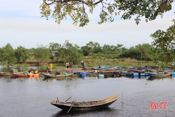 Thêm nhiều cá chẽm lồng bè chết chưa rõ nguyên nhân