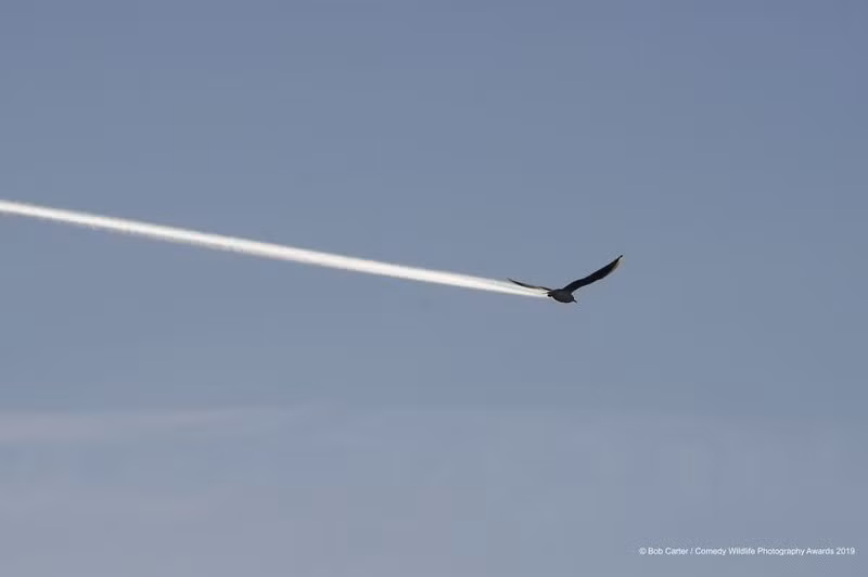 Những khoảnh khắc hài hước nhất về biểu cảm của các loài động vật