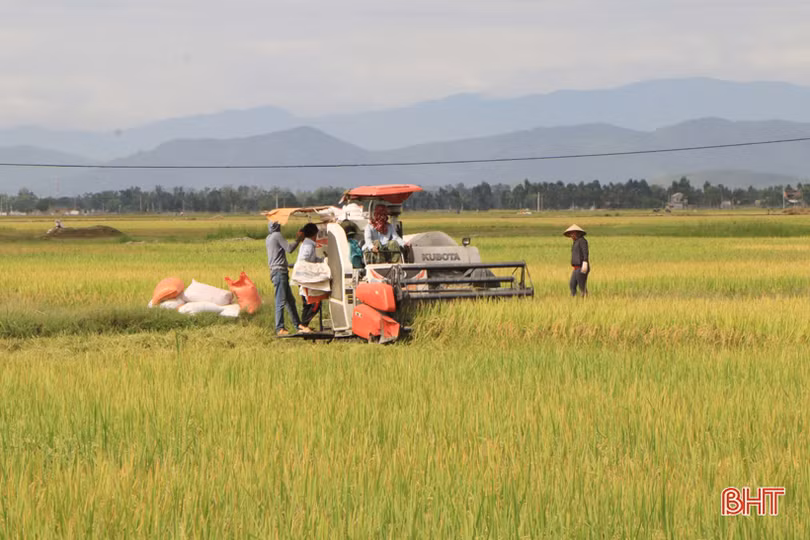 2 ngày nắng, nông dân Hà Tĩnh thu hoạch hơn 5.200 ha lúa hè thu
