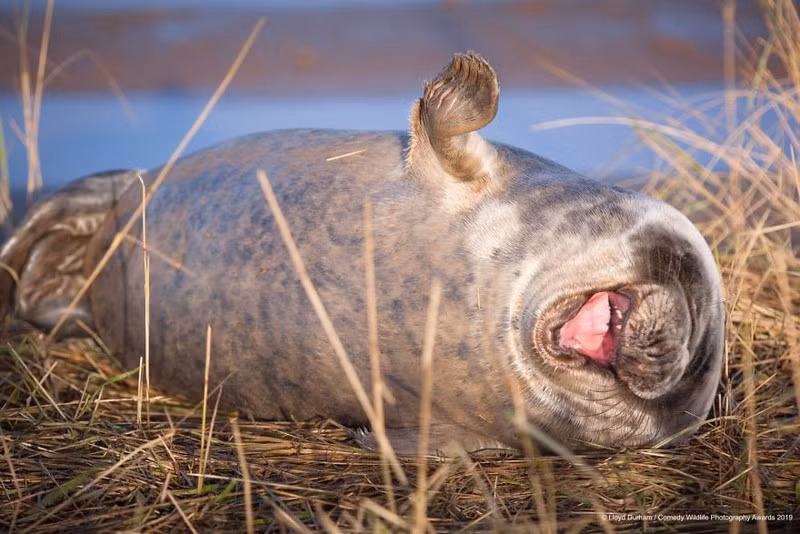 Những khoảnh khắc hài hước nhất về biểu cảm của các loài động vật