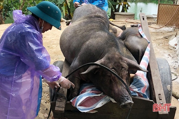 Thiên Lộc tiêu hủy 11 con lợn dương tính với dịch tả lợn châu Phi