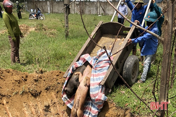 Thiên Lộc tiêu hủy 11 con lợn dương tính với dịch tả lợn châu Phi