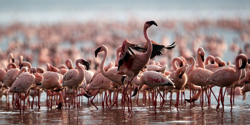 Hồ nước tử thần hóa đá động vật rơi xuống