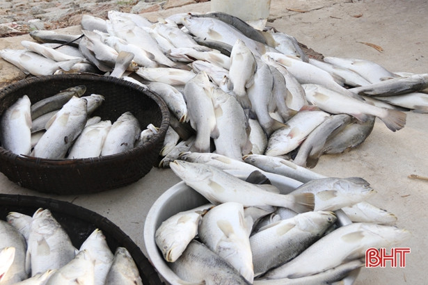 Thêm nhiều cá chẽm lồng bè chết chưa rõ nguyên nhân