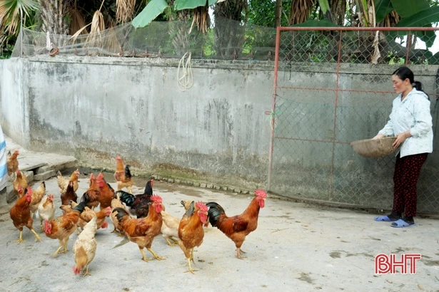 Khu vườn hoa trái bốn mùa của trưởng thôn ở Hà Tĩnh