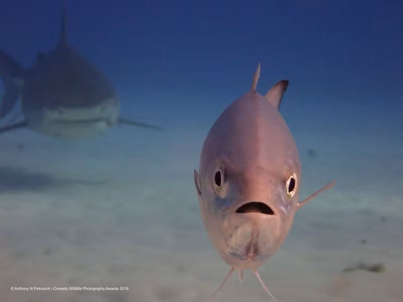 Những khoảnh khắc hài hước nhất về biểu cảm của các loài động vật