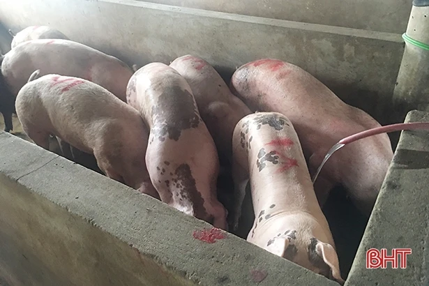 Hà Tĩnh là tỉnh duy nhất khu vực phía Bắc có cơ sở giết mổ gia súc tập trung “phủ” xuống huyện, xã
