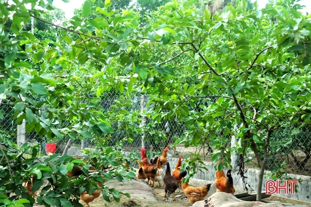 Khu vườn hoa trái bốn mùa của trưởng thôn ở Hà Tĩnh