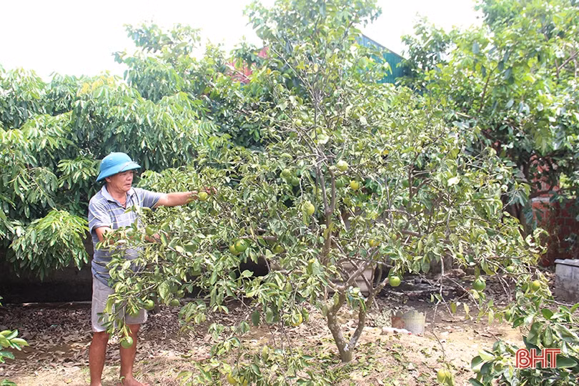 Xót xa cảnh những vườn cam ngon nức tiếng Hà Tĩnh mai một