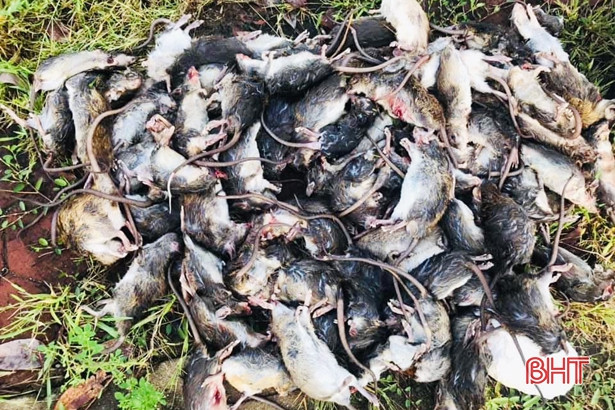 Hàng ngàn nông dân Hà Tĩnh kéo nhau ra đồng diệt chuột
