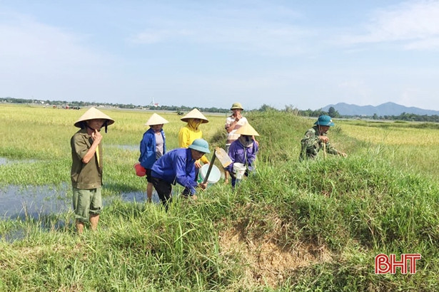 Hàng ngàn nông dân Hà Tĩnh kéo nhau ra đồng diệt chuột