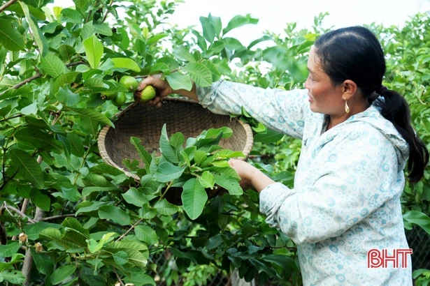 Khu vườn hoa trái bốn mùa của trưởng thôn ở Hà Tĩnh