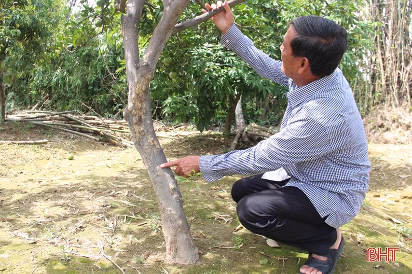 Xót xa cảnh những vườn cam ngon nức tiếng Hà Tĩnh mai một