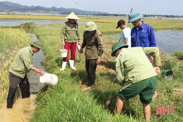 Hàng ngàn nông dân Hà Tĩnh kéo nhau ra đồng diệt chuột