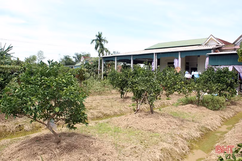 Xót xa cảnh những vườn cam ngon nức tiếng Hà Tĩnh mai một