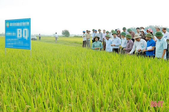 Tạo lập và phát triển nhãn hiệu chứng nhận “Gạo Cẩm Xuyên”