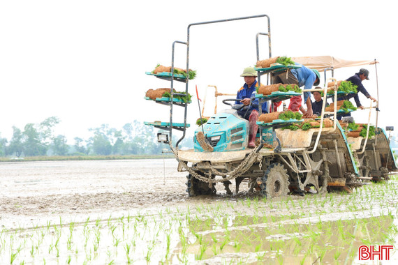 Hà Tĩnh sản xuất 150 ha lúa thâm canh cải tiến, giảm phát thải vụ xuân