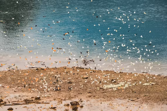 Check in Vườn quốc gia Cúc Phương mùa bướm