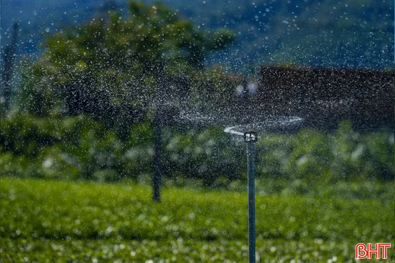Giữ màu xanh trên những đồi chè 