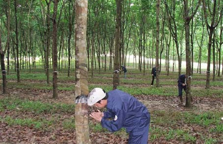 Năm 2011, Công ty đưa vào khai khai thác 2.341 ha... Năm 2011, Công ty đưa vào khai khai thác 2.341 ha...