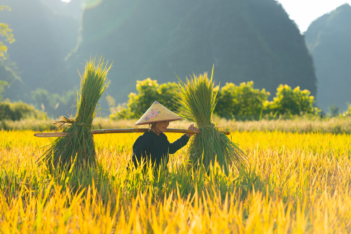Bốn điểm đến mùa vàng ở Cao Bằng