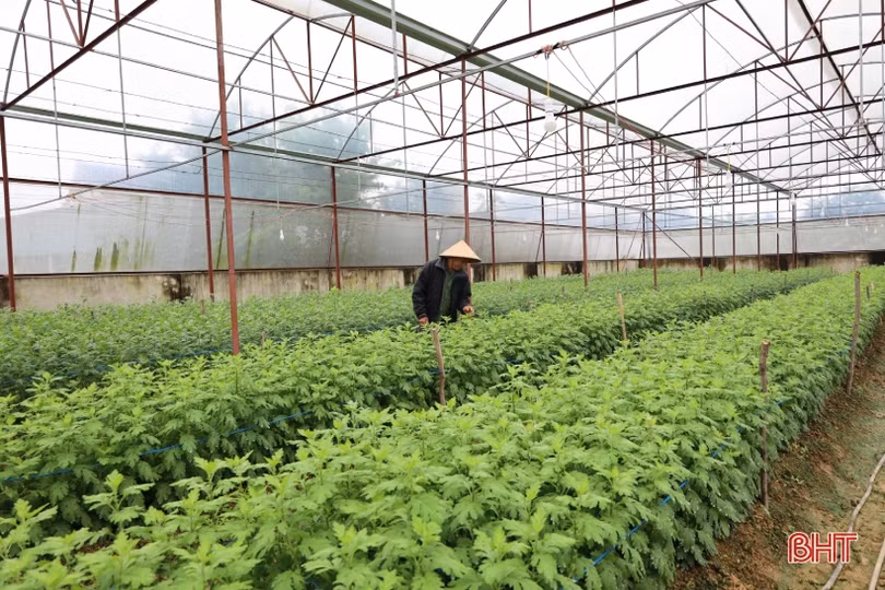 Người trồng hoa nhẹ nhõm khi đón không khí lạnh tràn về