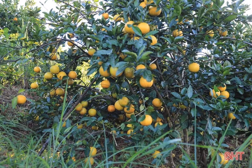 Vườn cam chanh kiểu mẫu của chủ tịch hội nông dân xã ở Hà Tĩnh