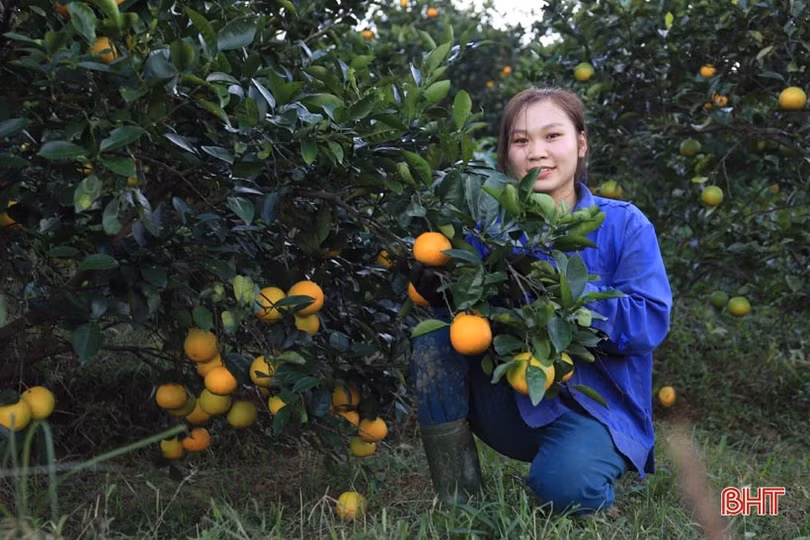 Vườn cam chanh kiểu mẫu của chủ tịch hội nông dân xã ở Hà Tĩnh
