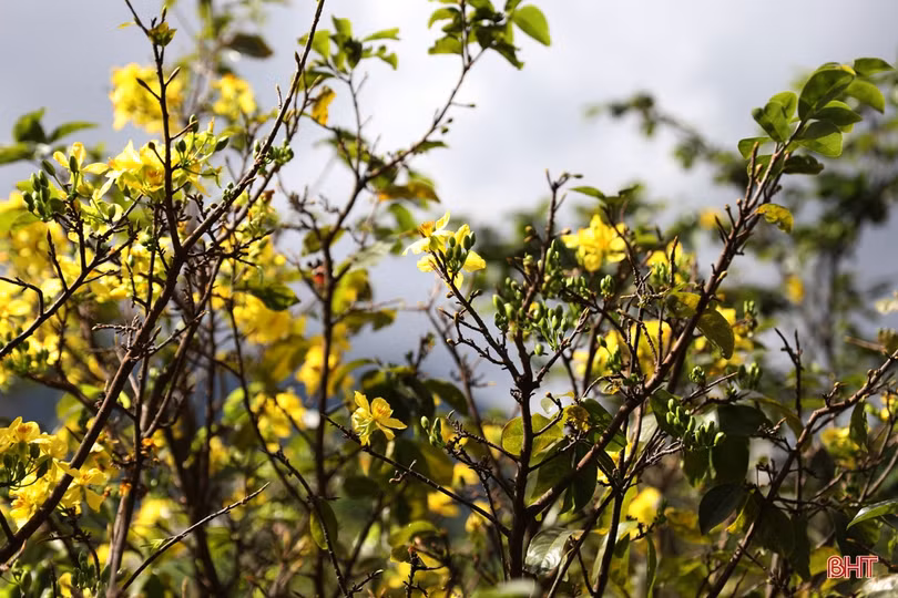 Thời tiết bất thuận, người trồng mai Hà Tĩnh lo “mất tết”
