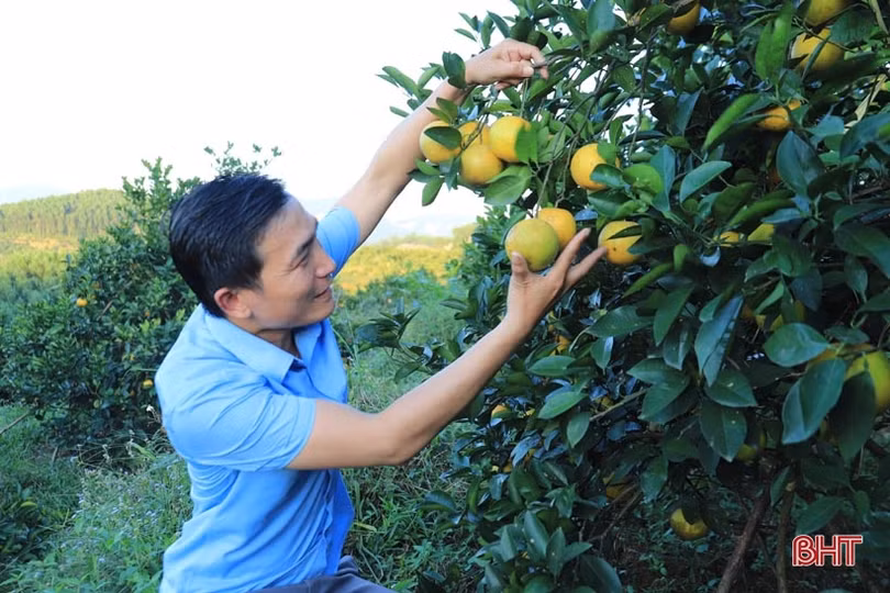 Vườn cam chanh kiểu mẫu của chủ tịch hội nông dân xã ở Hà Tĩnh