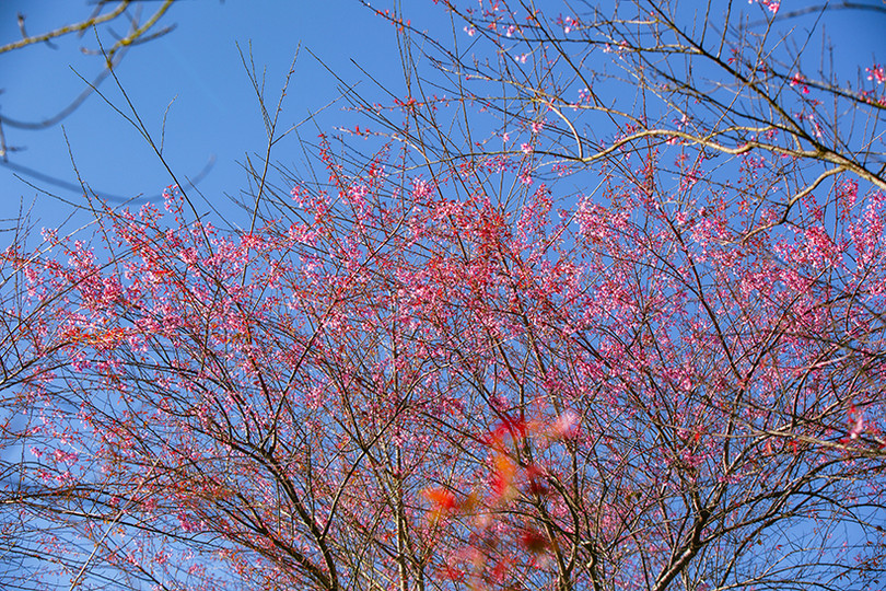 Đầu đông, lên Sa Pa ngắm mai anh đào hồng rực rỡ