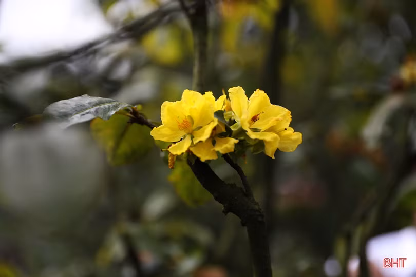 Thời tiết bất thuận, người trồng mai Hà Tĩnh lo “mất tết”