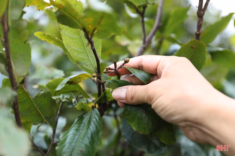 Thời tiết bất thuận, người trồng mai Hà Tĩnh lo “mất tết”