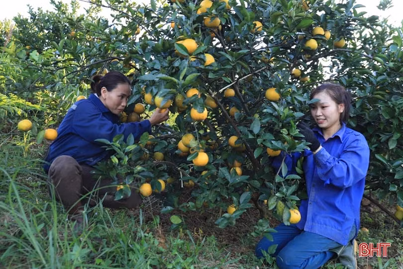 Vườn cam chanh kiểu mẫu của chủ tịch hội nông dân xã ở Hà Tĩnh