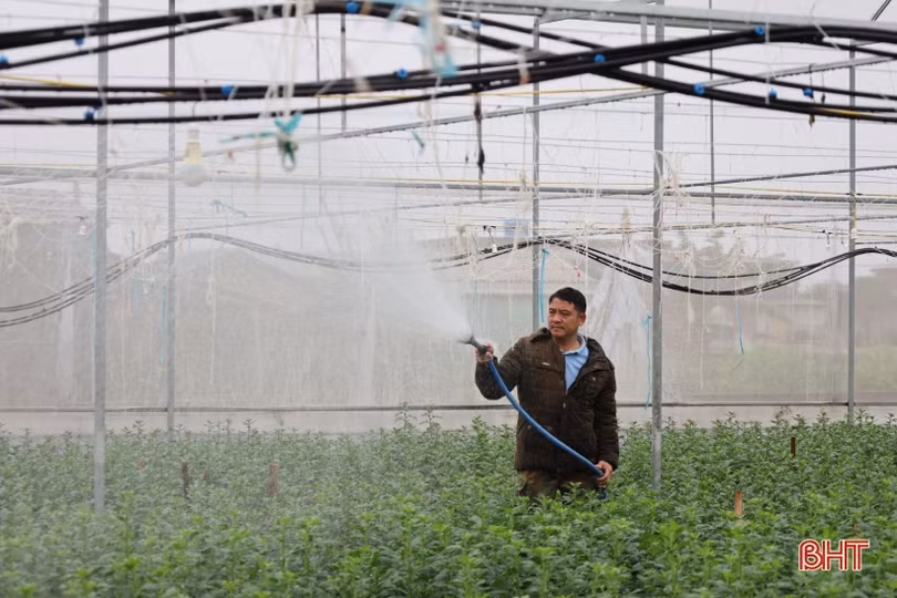 Người trồng hoa nhẹ nhõm khi đón không khí lạnh tràn về