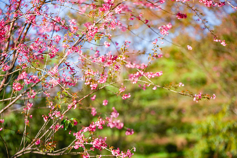 Đầu đông, lên Sa Pa ngắm mai anh đào hồng rực rỡ